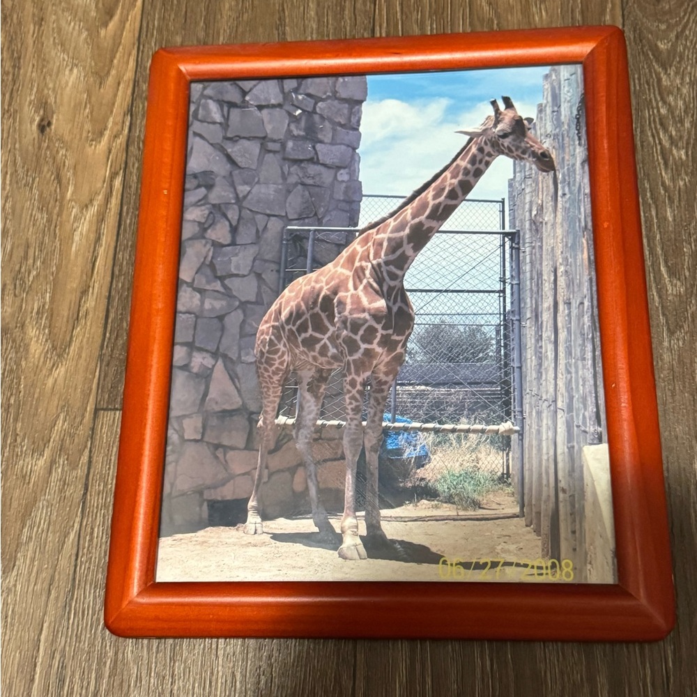 Framed Giraffe Photo 2008